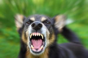 barking enraged shepherd dog