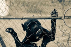 A dog trying to attack through a chain-link fence.