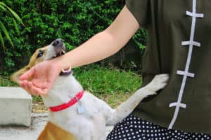 dog biting man’s arm