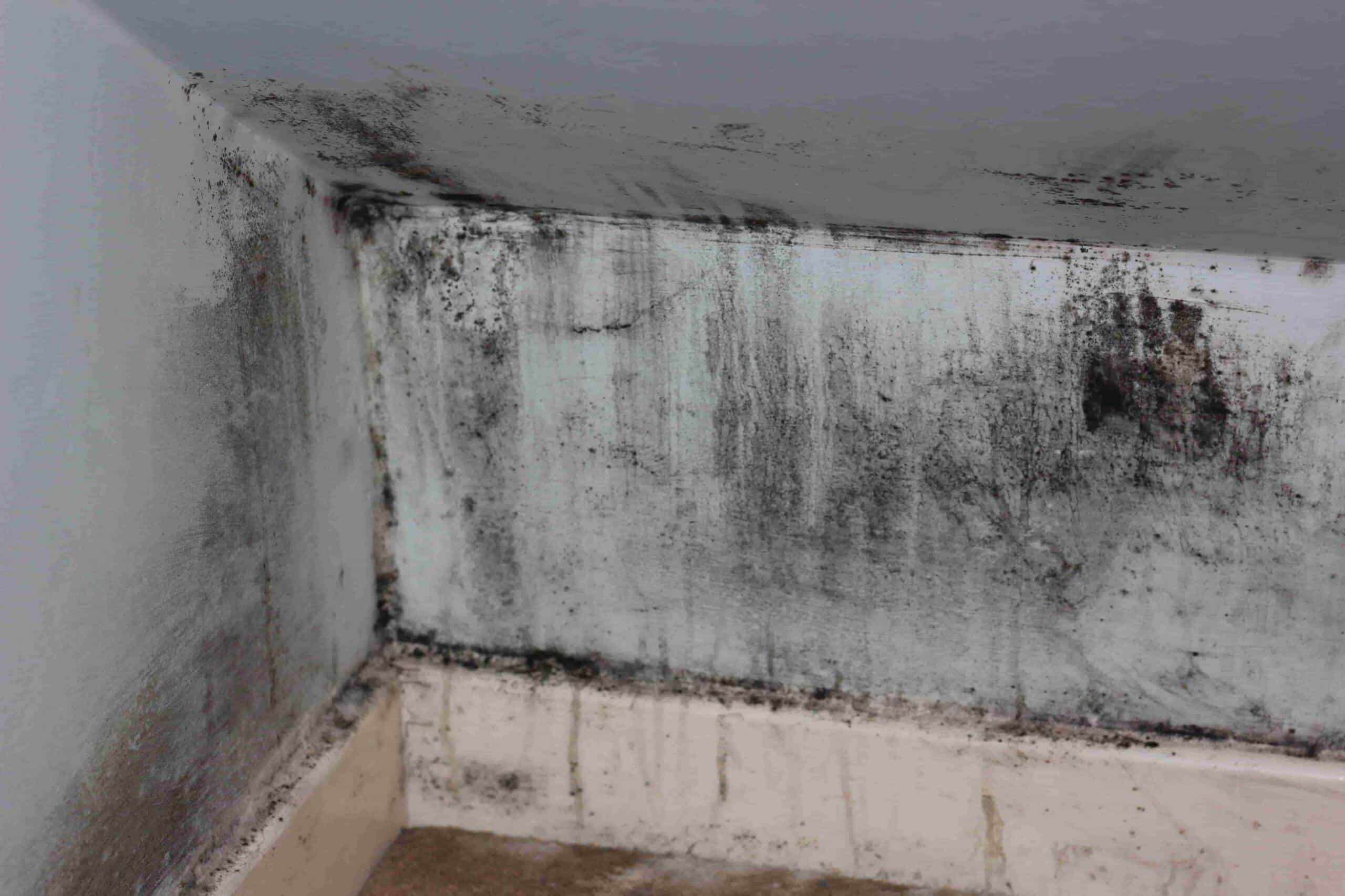 How Do I Win a Personal Injury Case for Mold in Florida?